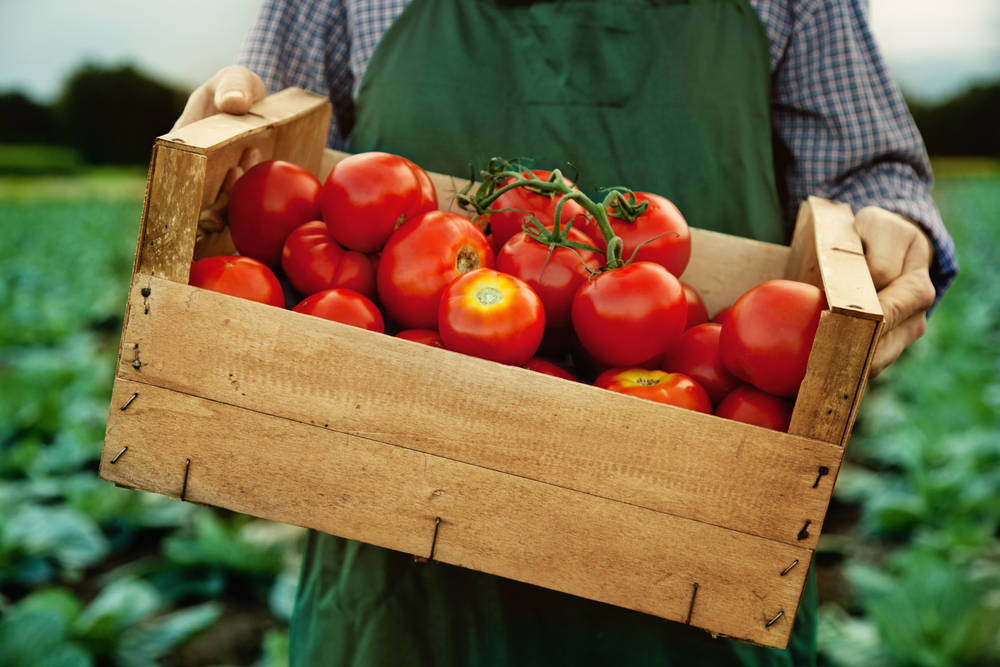 El tomate, un alimento que tiene casi todo para nuestra salud